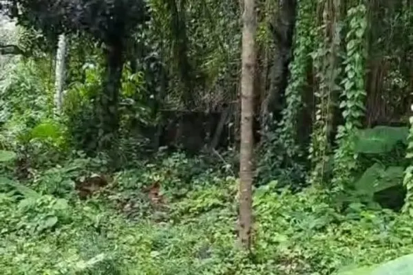 Tirta Tawar, Ubud